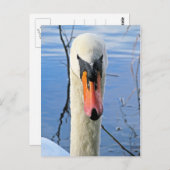 Mute Swan Briefkaart (Voorkant / Achterkant)