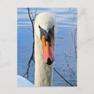 Mute Swan Briefkaart