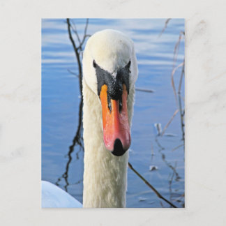 Mute Swan Briefkaart