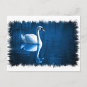 Mute Swan Briefkaart (Voorkant)