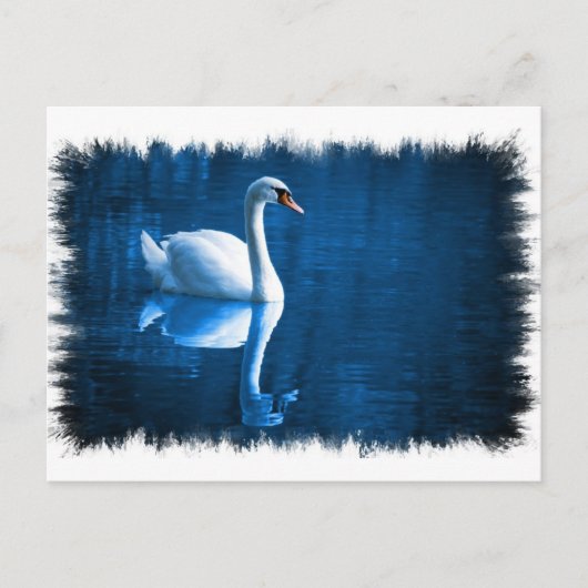 Mute Swan Briefkaart (Voorkant)