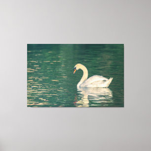 Mute Swan Canvas Afdruk