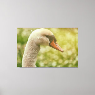 Mute Swan Canvas Afdruk