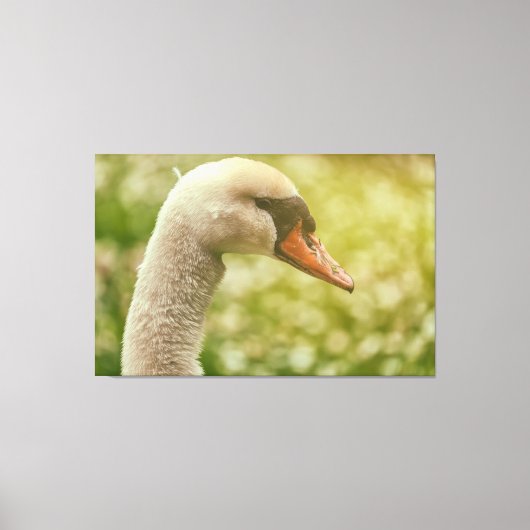 Mute Swan Canvas Afdruk (Voorkant)