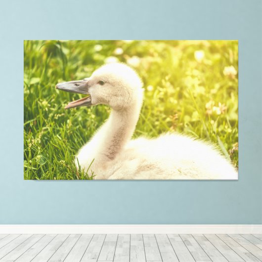 Mute Swan Cygnet Canvas Afdruk (Insitu (Houten vloer))