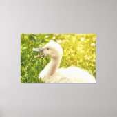 Mute Swan Cygnet Canvas Afdruk (Voorkant)
