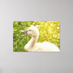 Mute Swan Cygnet Canvas Afdruk