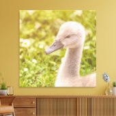 Mute Swan Cygnet Canvas Afdruk (Insitu (Woonkamer))