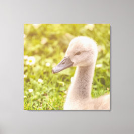 Mute Swan Cygnet Canvas Afdruk