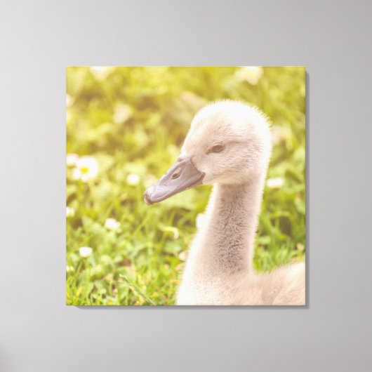 Mute Swan Cygnet Canvas Afdruk (Voorkant)