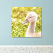 Mute Swan Cygnet Canvas Afdruk (Insitu (Houten vloer))