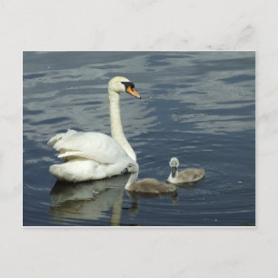 Mute Swan & Cygnets Feestdagenkaart
