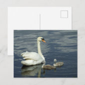 Mute Swan & Cygnets Feestdagenkaart (Voorkant / Achterkant)