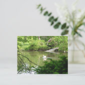 Mute Swan (Cygnus Olor) van Footbridge Briefkaart (Staand voorkant)