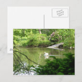 Mute Swan (Cygnus Olor) van Footbridge Briefkaart (Voorkant / Achterkant)