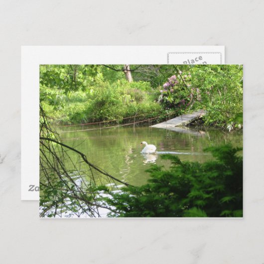 Mute Swan (Cygnus Olor) van Footbridge Briefkaart (Voorkant / Achterkant)