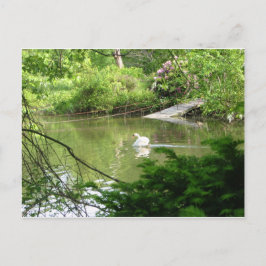 Mute Swan (Cygnus Olor) van Footbridge Briefkaart