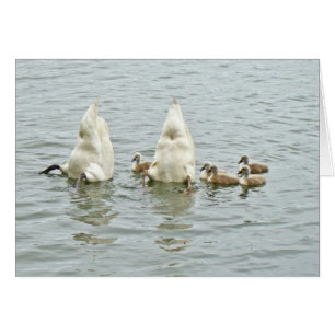 Mute Swan Famly