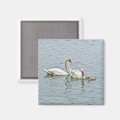 Mute Swan Famly Magneet (Voorkant / Achterkant)