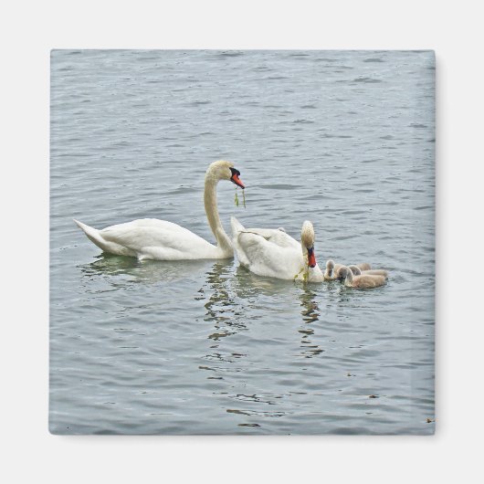 Mute Swan Famly Magneet (Voorkant)