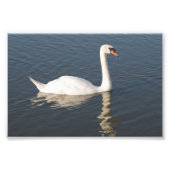 Mute Swan Foto Afdruk (Voorkant)