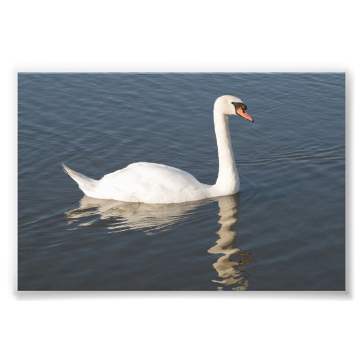 Mute Swan Foto Afdruk (Voorkant)