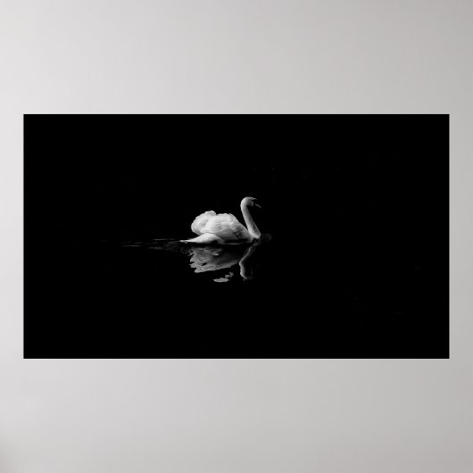 MUTE SWAN IN LAGE LICHTE FOTOGRAFIE POSTER (Voorkant)