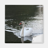 Mute Swan Magneet (Voorkant)