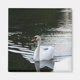 Mute Swan Magneet
