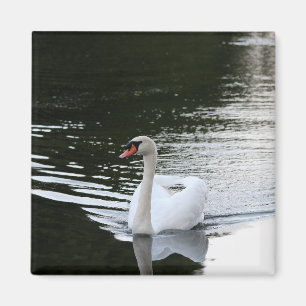 Mute Swan Magneet