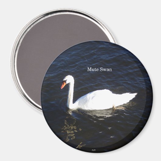 Mute Swan magnet (Voorkant / Achterkant)