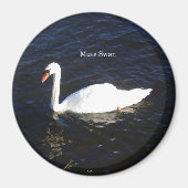 Mute Swan magnet (Voorkant)