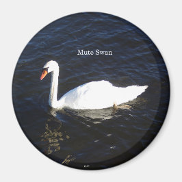 Mute Swan magnet