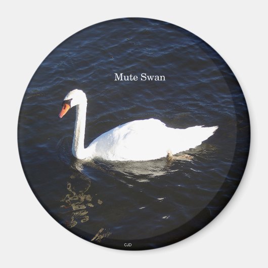 Mute Swan magnet (Voorkant)
