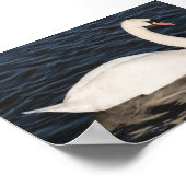 Mute Swan Poster (Hoek)