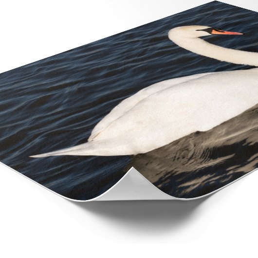 Mute Swan Poster (Hoek)
