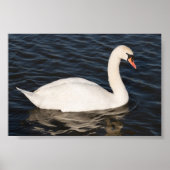 Mute Swan Poster (Voorkant)