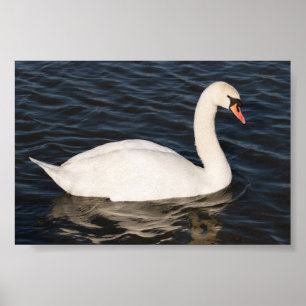 Mute Swan Poster