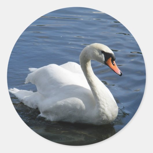 Mute Swan Sticker (Voorkant)