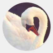 Mute Swan Stickers (Voorkant)