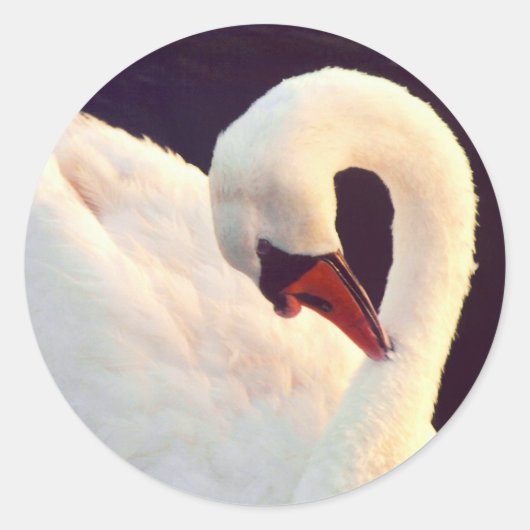 Mute Swan Stickers (Voorkant)