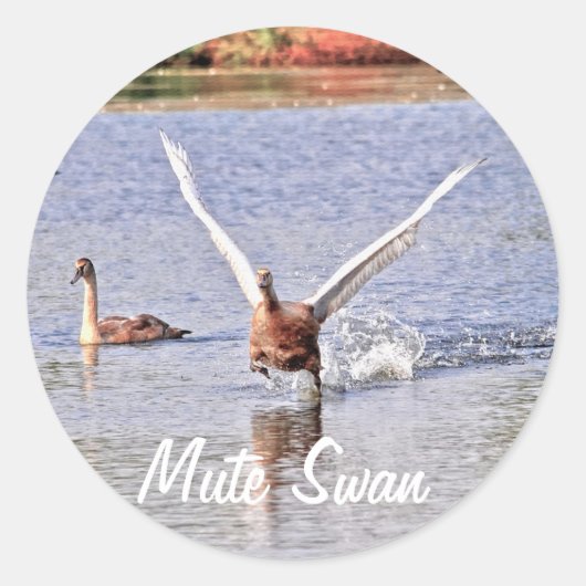 Mute Swan Wildlife Waterfowl Foto Ronde Sticker (Voorkant)