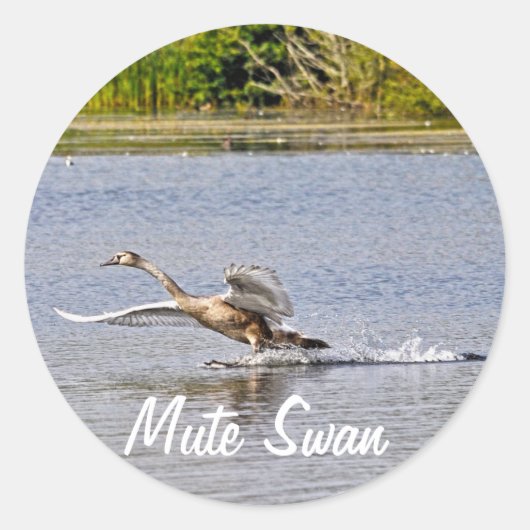 Mute Swan Wildlife Waterfowl Foto Ronde Sticker (Voorkant)