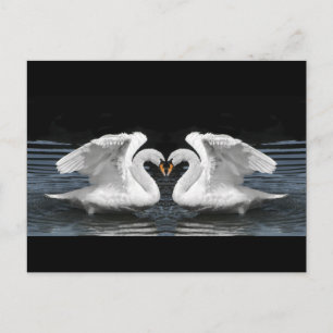 Mute White Swan Photo Mirror Afbeelding Effect Briefkaart