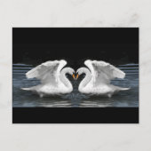Mute White Swan Photo Mirror Afbeelding Effect Briefkaart (Voorkant)
