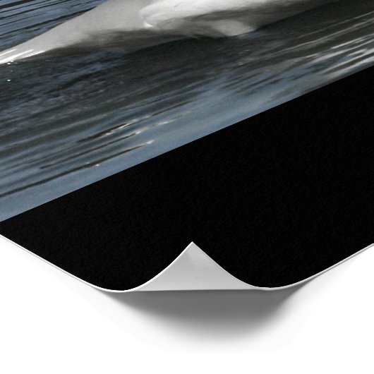 Mute White Swan Photo Mirror Afbeelding Effect Poster (Hoek)