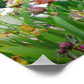 Mutil Colored Iris Flower Poster (Hoek)