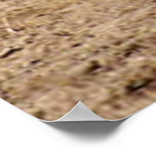 Mutton Buster Tries His Mettle Poster (Hoek)