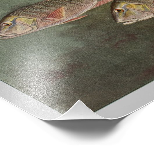 Mutton Fish  Print Foto Afdruk (Hoek)