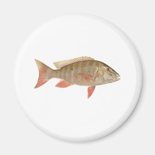 Mutton Snapper illustratie Magneet (Voorkant)